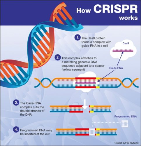 Mecanismul de funcționare al CRISPR-Cas9