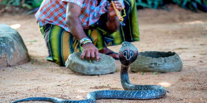 șarpe Cobra