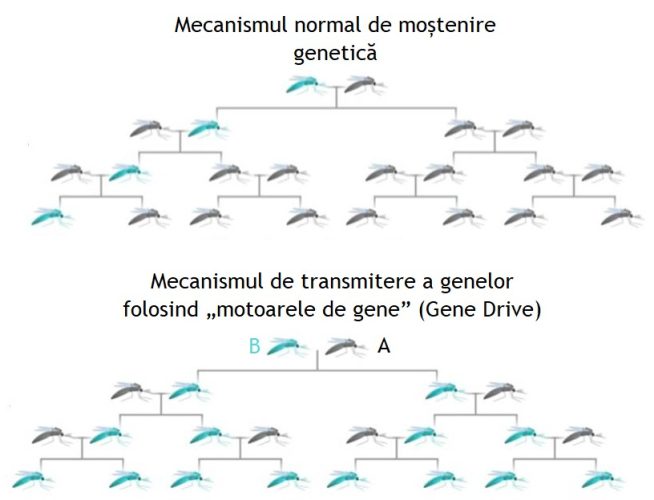 Gene drive la tânțarii purtători de malarie