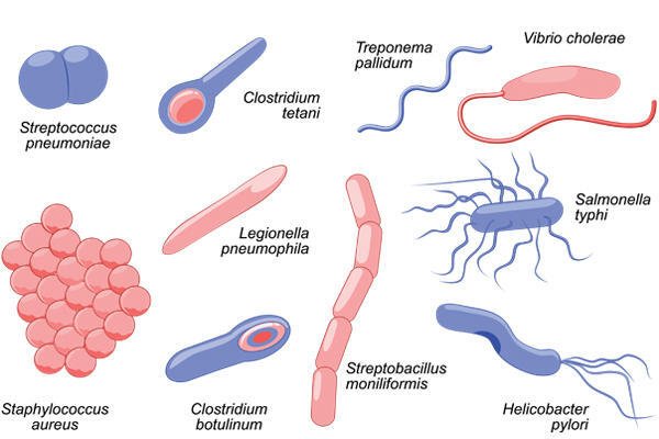 Bacterii, microbiologie