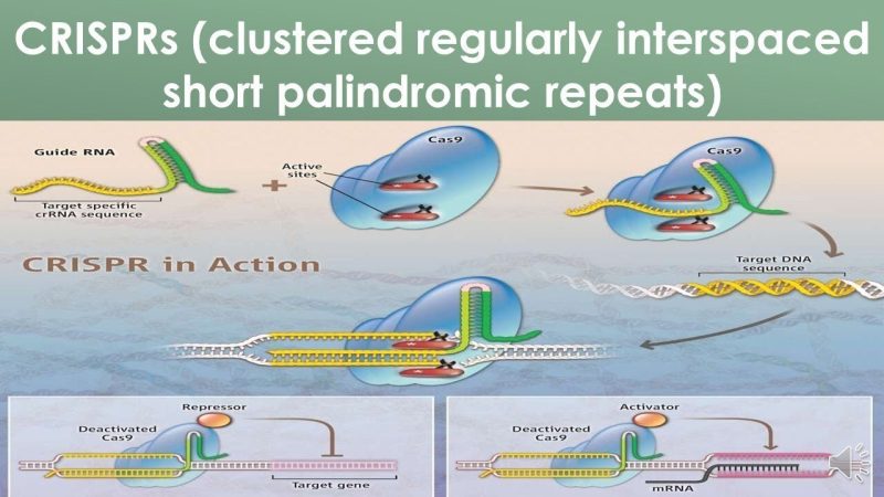 Foto schemă CRISPR (Clustered Regularly Interspaced Short Palindromic Repeats)