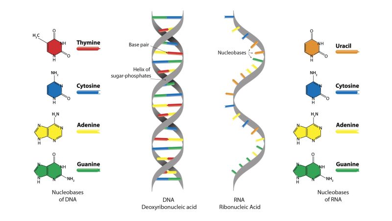 Imagine ADN și ARN