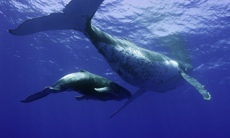 2 balene ce înoată in ocean