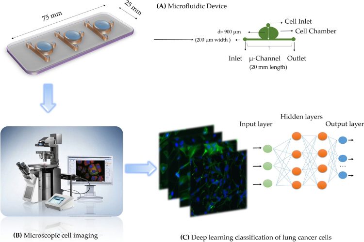 Prezentarea generală deep learning în mediul microfluidic
