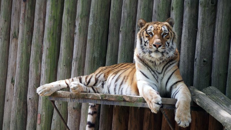 15 locuri de vizitat în București ce nu trebuie ratate 9 Tigru din Gradina Zoologica din Bucuresti