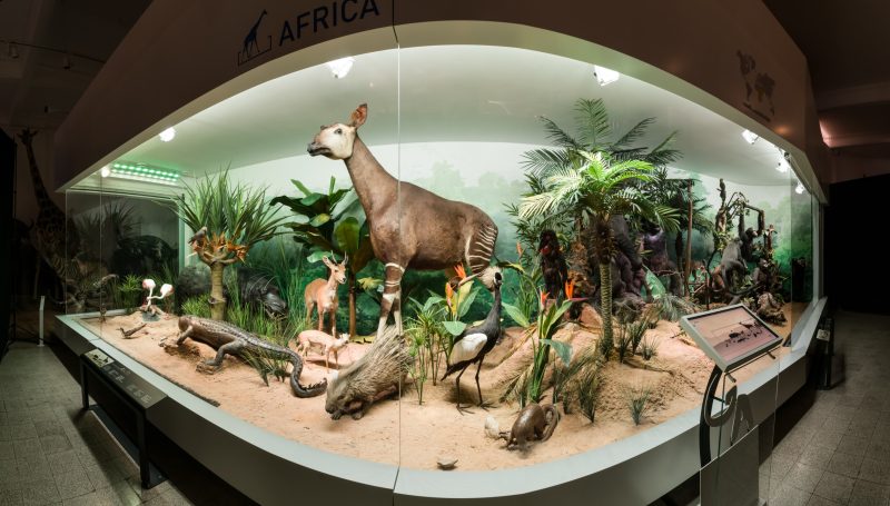 Animale care se afla in Muzeul Antipa