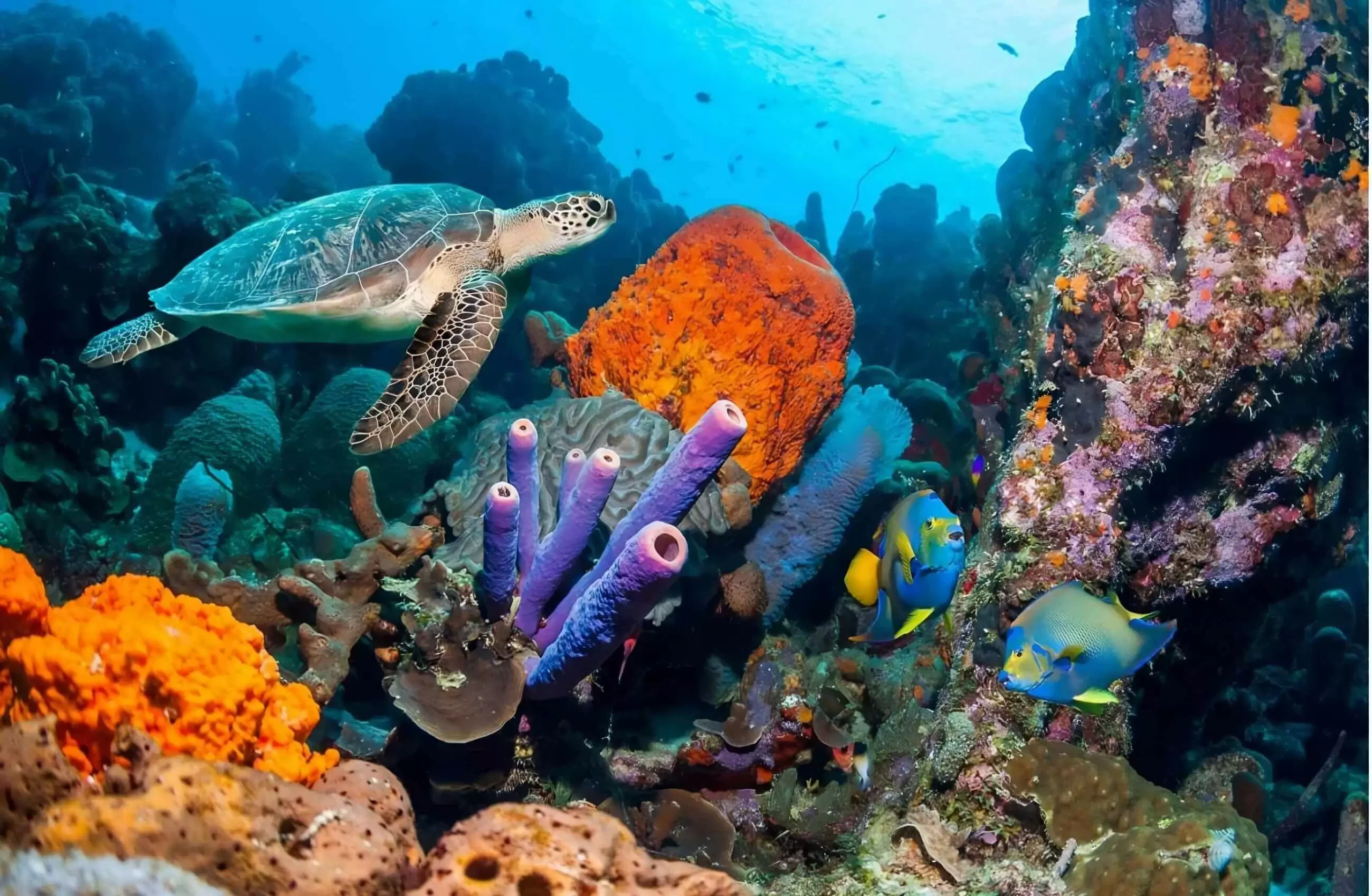 Broastele testoase de mare din insula secreta Bonaire scaled