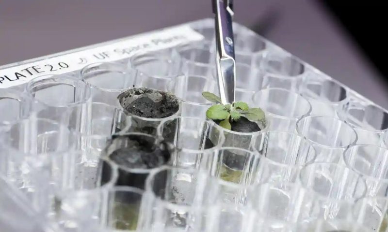 Oamenii de știință au crescut cu succes plante în solul adus de pe Lună