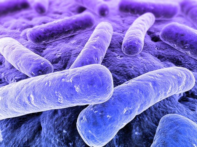 Clostridium ljungdahlii, bacteria care poate transforma dioxidul de carbon în combustibil