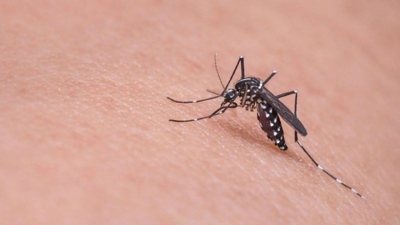 Gene Drive, tehnologia revoluționară care luptă împotriva țânțarilor purtători de malarie Gene Drive – tehnologia revoluționară care luptă împotriva țânțarilor purtători de malarie
