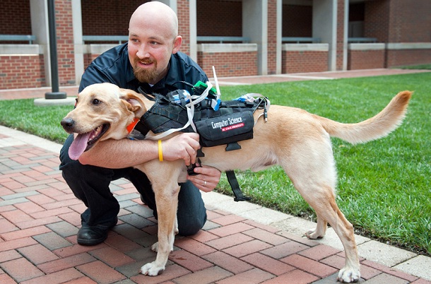 Senzorii canini ce permit comunicarea cu oamenii comunicatii intre om si caine