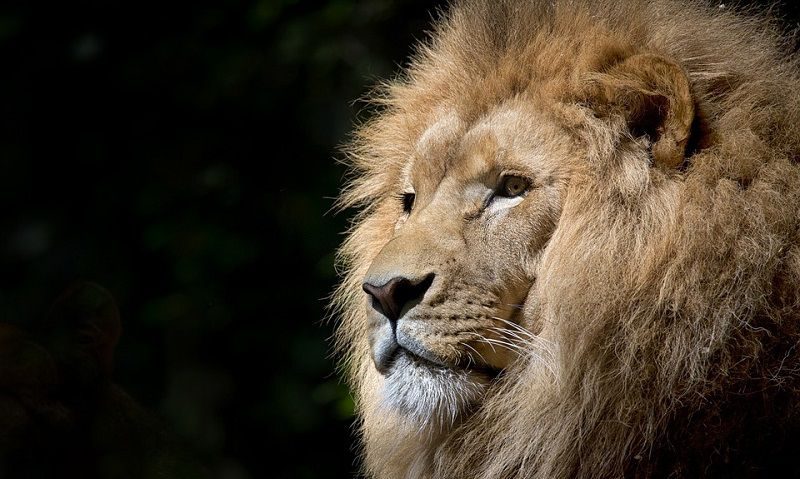 Un fost CEO al Mozilla lansează noul browser Brave Brave Software