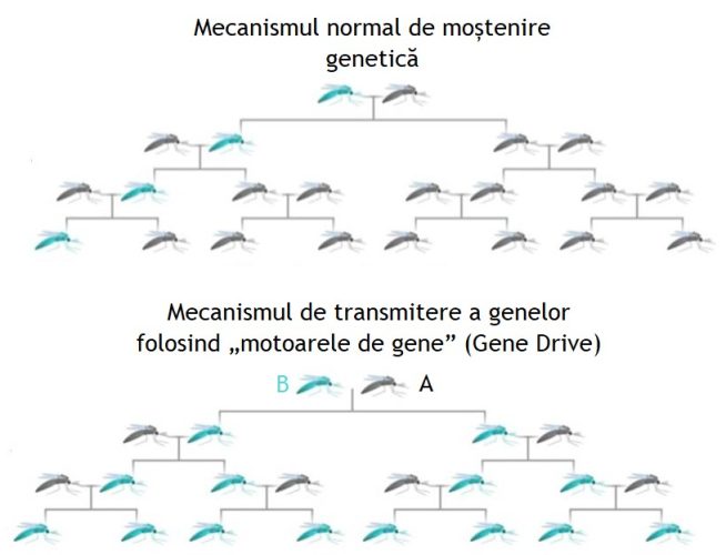 Gene drive la tânțarii purtători de malarie