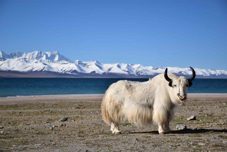 Topirea ghețarilor tibetani ar putea elibera specii de bacterii necunoscute și potențial periculoase Topirea ghețarilor tibetani ar putea elibera specii de bacterii necunoscute și potențial periculoase