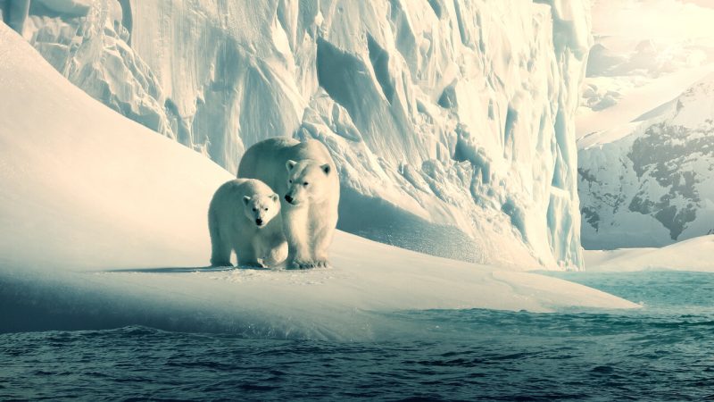 Documentar Our Planet 2019