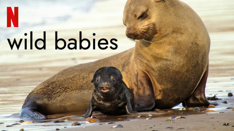 Foca și puiul ei