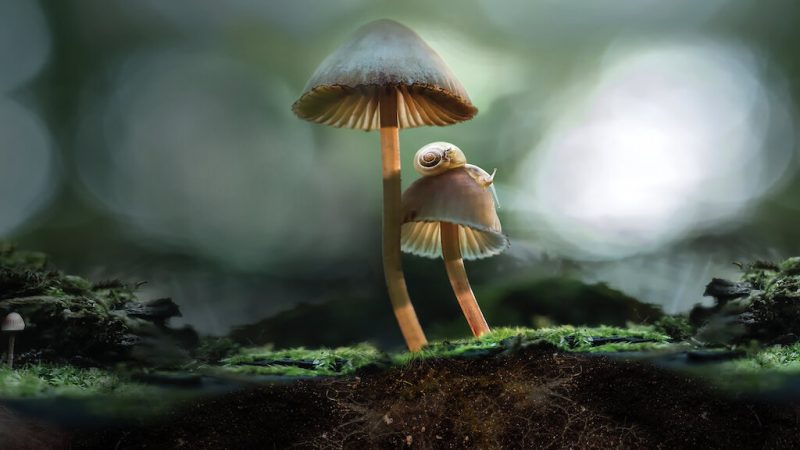 2 ciuperci