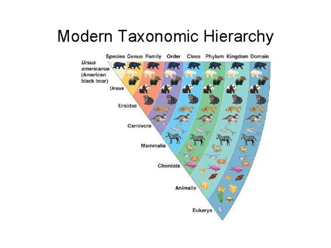 Foto Taxonomia modernă