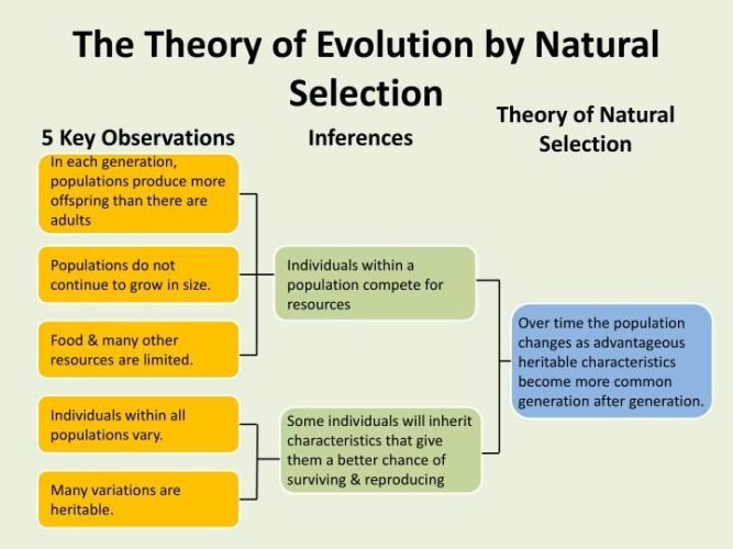 Foto teoria evoluției și selecției naturale