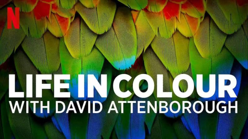 Life in Colour
