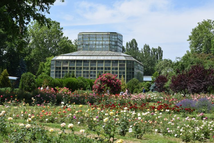 Flori pe care le regasim in Gradina Botanica din Bucuresti