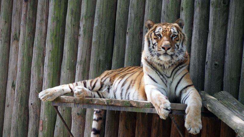 Tigru din Gradina Zoologica din Bucuresti